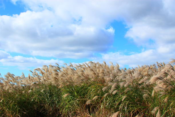 istock New Star Oreum, Pampas, Autumn, view, 1133122692
