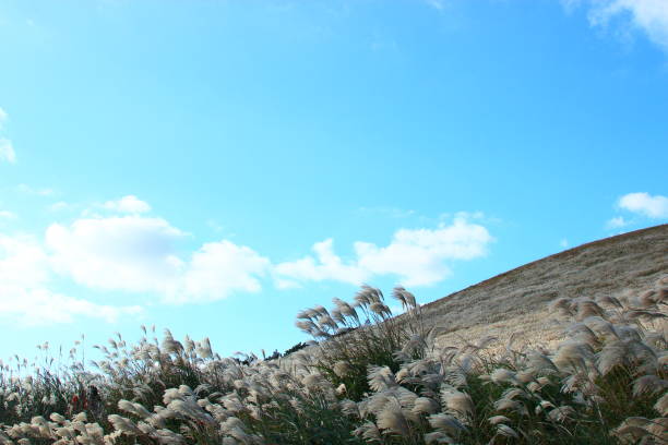 istock New Star Oreum, Pampas, Autumn, view, 1133123275