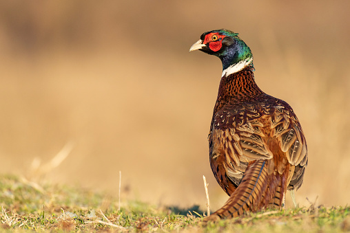 Beautiful male common pheasant (Phasianus colchicus) standing in an agricultural field.