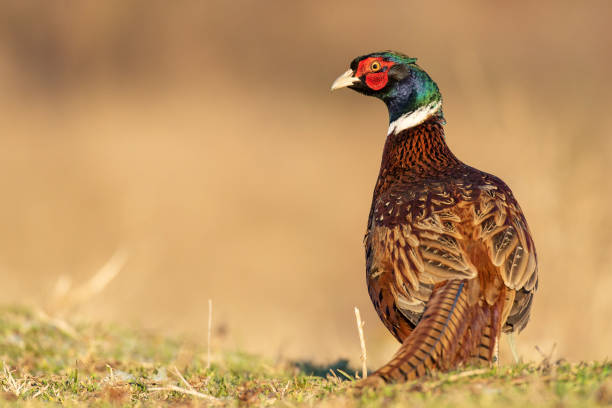 macho do faisão de ringnecked, colchicus de phasianus, na luz bonita. - pheasant hunting fotos - fotografias e filmes do acervo