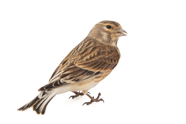 istock Common linnet, Carduelis cannabina, isolated on white background. Female. 1133123611