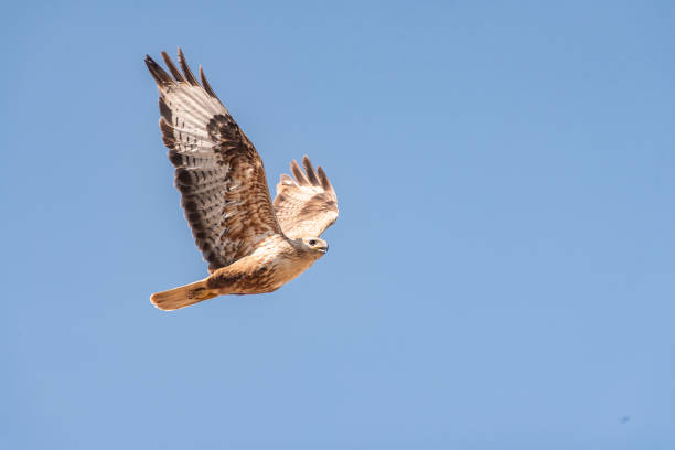 istock Buzzard, Buteo rufinus, flies against the blue sky. 1133123638