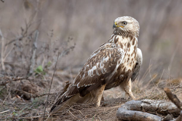 istock Rough-legged Buzzard, Buteo lagopus, stands on a broken branch 1133123644