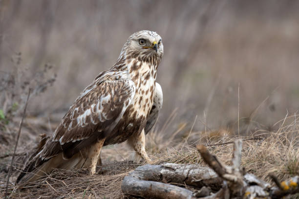 istock Rough-legged Buzzard, Buteo lagopus, stands on a broken branch 1133123669