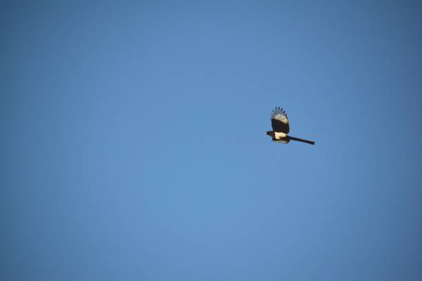istock Magpie flying at the blue sky with wings wide open. 1133124491