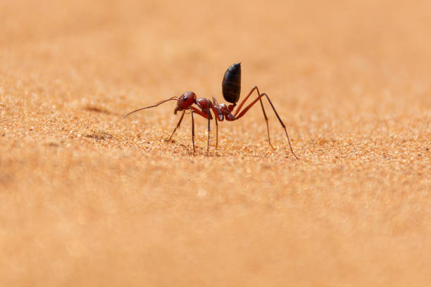 sahara desert ant (cataglyphis bicolor), der entlang der sanddünen in ras al khaimah, vereinigte arabische emirate, verläuft. - sahara desert stock-fotos und bilder