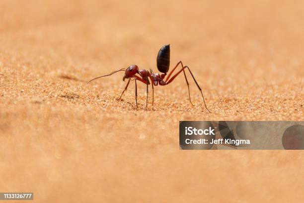 Sahara Desert Ant Running Along The Sand Dunes In Ras Al Khaimah United Arab Emirates Stock Photo - Download Image Now