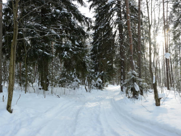 istock a forest winter road covered with snow 1133127057