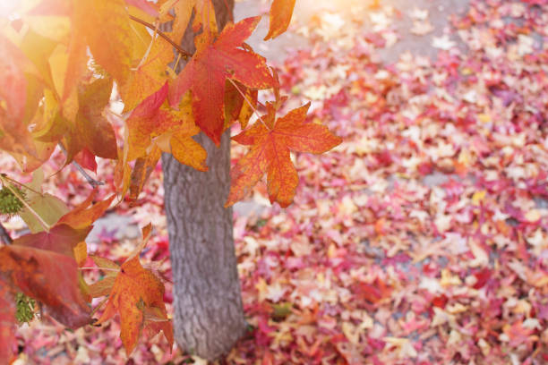 istock AUTUMN BACKGROUNDS. FALL LEAVES AROUND A TREE ON GROUND. 1133127287
