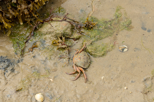 Structures visisble at low tide as backgrounds