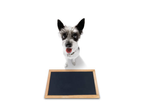 istock dog  treat with owner 1133128181