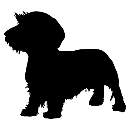 The silhouette of a Wirehaired Dachshund. Vector illustration