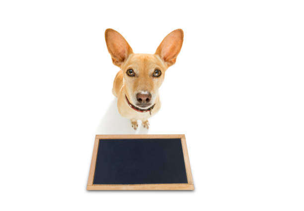 istock dog  treat with owner 1133128256