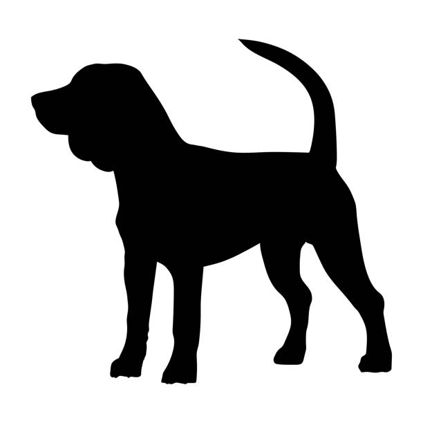 Beagle purebred dog vector art illustration