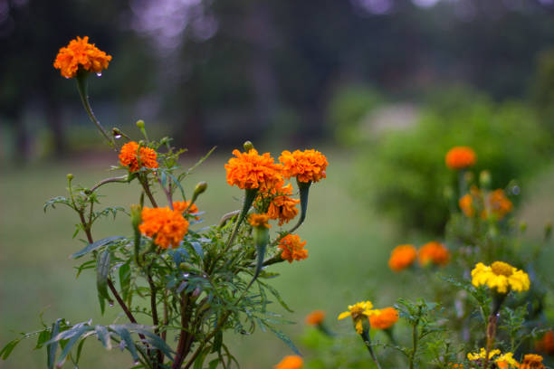 istock Marigold flower Sep 2018 New 1133130172
