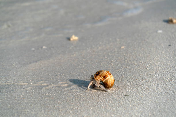 istock Hermit crab on white sand tropical paradise beach 1133133542
