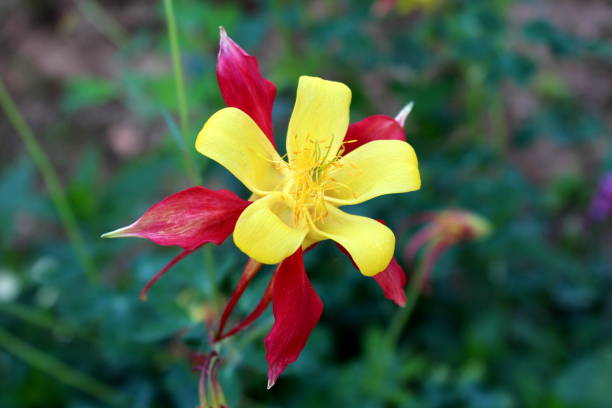 Aquilegia skinneri Tequila sunrise or Columbine fully open bright red to copper-red orange with golden yellow center flower on green plants background Aquilegia skinneri Tequila sunrise or Columbine or Grannys bonnet fully open blooming bright red to copper-red orange with golden yellow center flower on dark green flowers and other plants background in local garden on warm sunny day skinneri stock pictures, royalty-free photos & images