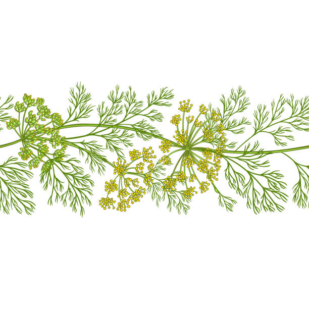 ilustrações, clipart, desenhos animados e ícones de teste padrão do vetor do aneto - fennel vegetable food white background
