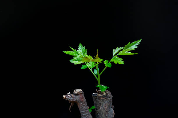 istock Green Plants in Black Background 1133135666