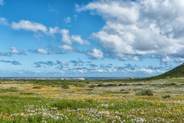 Wild flowers at Postberg near Langebaan on the Atlantic coast Wild flowers at Postberg near Langebaan on the Atlantic Ocean coast in the Western Cape Province. Chalets and Vondeling Island are visible fynbos photos stock pictures, royalty-free photos & images