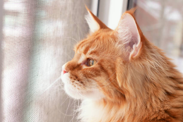 istock Red Maine Coon Kitten Looking Out of Window Mosquito net 1133136894