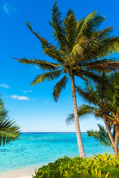 view of the sandy beach, cook islands, south pacific. copy space for text. vertical - south pacific ocean island polynesia tropical climate imagens e fotografias de stock