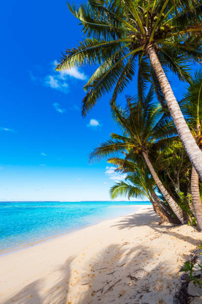 istock View of the sandy beach, Cook Islands, South Pacific. Copy space for text. Vertical 1133136972