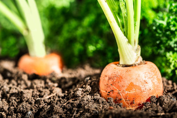 Carrots in ground - fotografia de stock