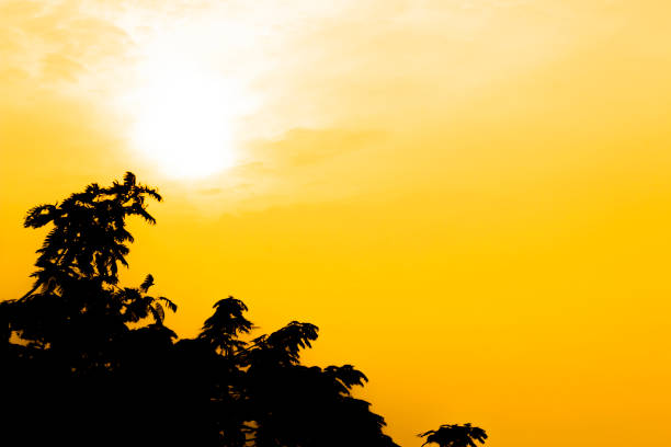 The orange sun and black tree.