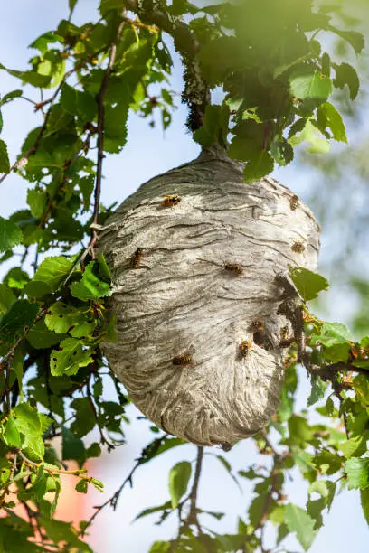 Wasp nest in the tree