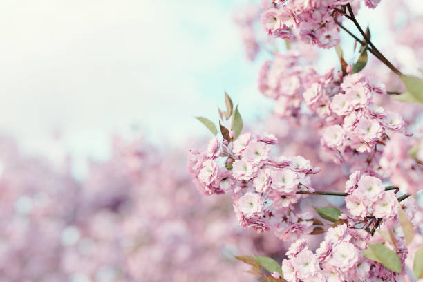 istock 3d rendering of japanese cherry blossom. Selective focus 1133142321