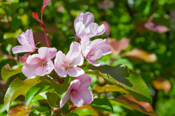 istock Flowering branches of Apple trees with green leaves, 1133143562