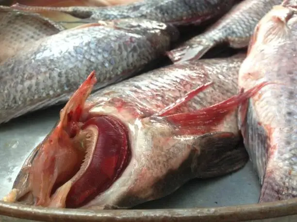 Photo of Fresh tilapia fish that are sold in the market.