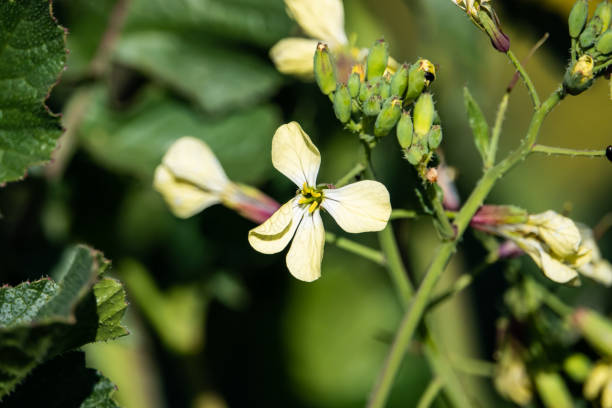 Wild radish (Raphanus raphanistrum) flower in bloom in winter.