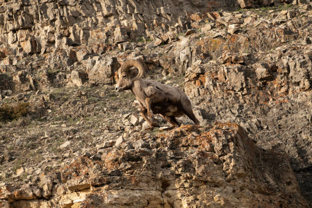 istock Bighorn ram running Yellowstone USA 1133145257