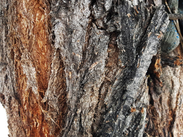 istock beautiful wood texture - wooden bark 1133145569