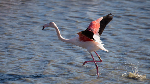 Waders and Flamingos of Camargue Flamingos in the ornithological park of the bridge of Gau near the pond of Gines with Saintes Maries of the Sea in Camargue - Bouches du Rhône - Occitanie - France reflet stock pictures, royalty-free photos & images