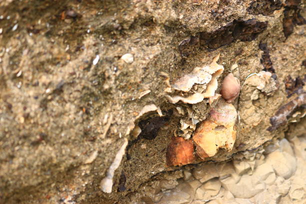 Bridge, bridge, Sea, It is a layered shellfish fossil in Seogwipo, Jeju. 무지개 stock pictures, royalty-free photos & images