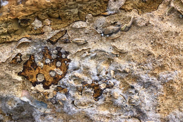 Bridge, bridge, Sea, It is a layered shellfish fossil in Seogwipo, Jeju. 무지개 stock pictures, royalty-free photos & images