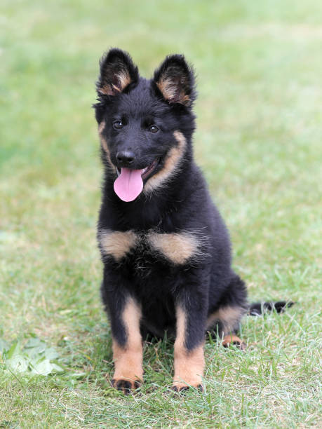 Bohemian Shepherd in the public park. Typical Bohemian Shepherd in the public park. bohemia stock pictures, royalty-free photos & images