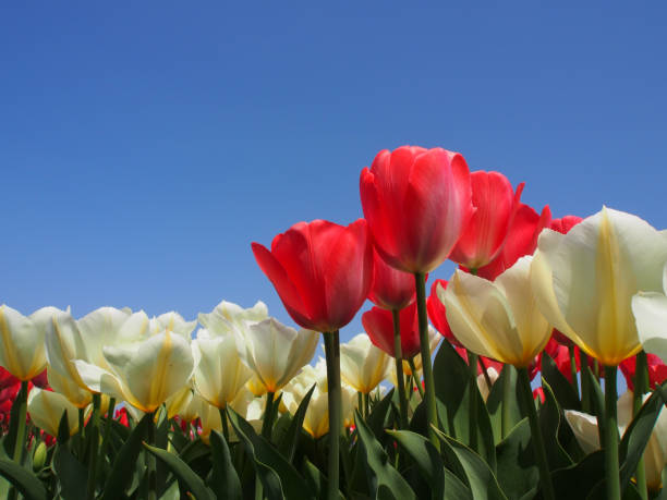 Tulipe - Photo