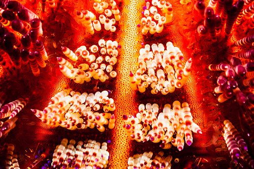 Close-up of the Fire Urchin Asthenosoma varium. The spines can inflict extremely painful stings. The reef-associated species occurs in the Indo-West Pacific from the Red Sea to New Caledonia and Japan on sandy and rubble areas at depths of 0 to 45 m, feeding on algae and small invertebrates. North West side of Pura Island, Pantar Strait, Alor, Indonesia, 8°17'5.832
