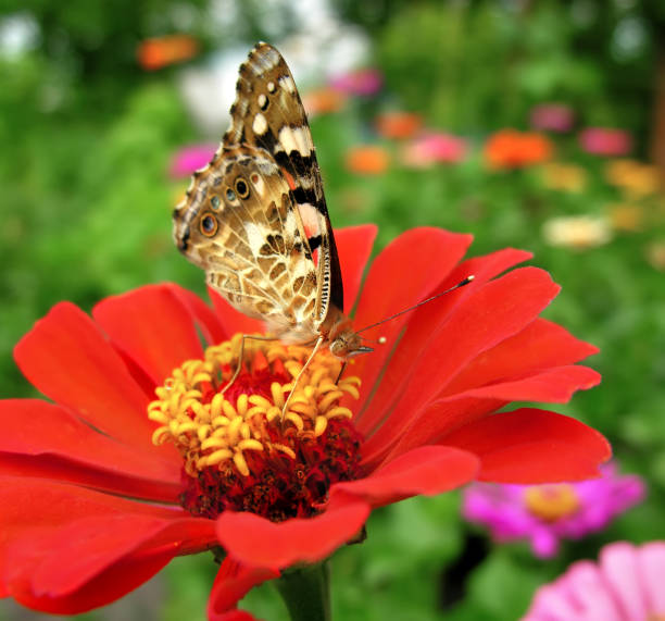 istock Monarch Butterfly feeds on the  Zinnia flower 1133151586