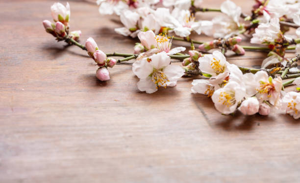 istock Almond blossoms bouquet on wooden  background, copy space 1133151626