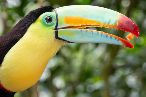 istock Toucan in Costa Rica 1133153742