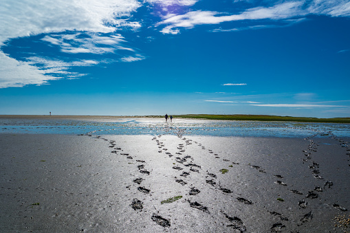 Footprints in the wadden sea