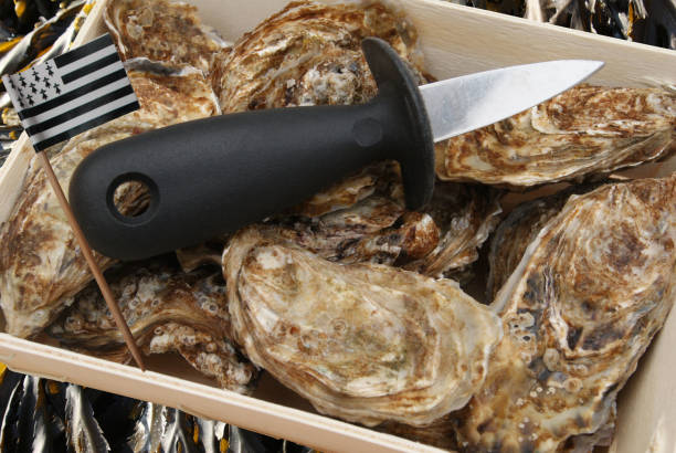 ostriche in un cesto bretagne francia "breizh" - pacific oyster foto e immagini stock