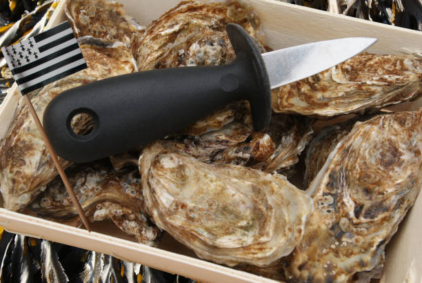 ハンパーブルターニュフランスの牡蠣 「ブレイジ」 - pacific oyster ストックフォトと画像