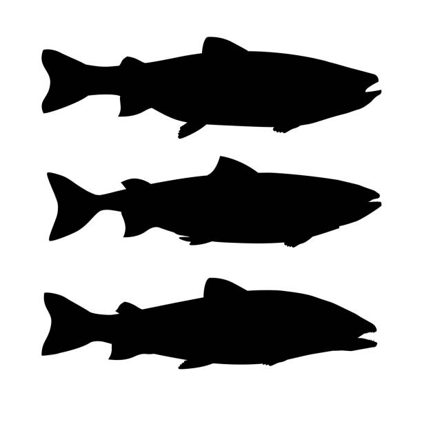 stockillustraties, clipart, cartoons en iconen met set van silhouetten van zalm vis - trekzalm