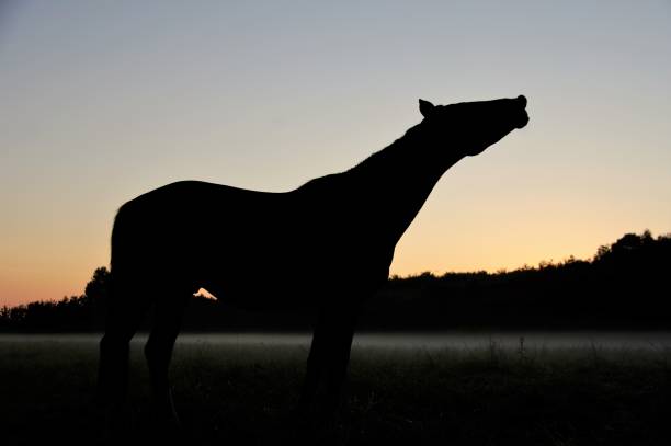 istock Flehmen horse at daybreak 1133157211
